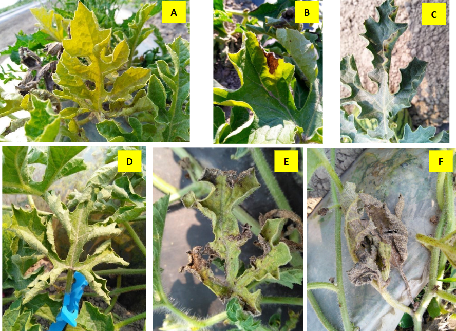 top left shows watermelon leaf yellowing, top middle shows a small brown patch on the leaf in the shape of a v, top right shows a curled leaf, bottom left shows a wilted leaf, bottom middle shows the early stages of leaf death, bottom right shows complete leaf death.
