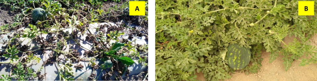 left, a nongrafted watermelon plant with dead leaves. right, a grafted plant that is healthy.