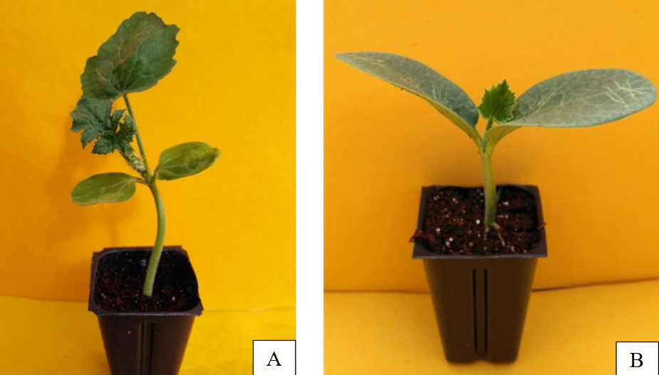 left and right, small seedlings before grafting