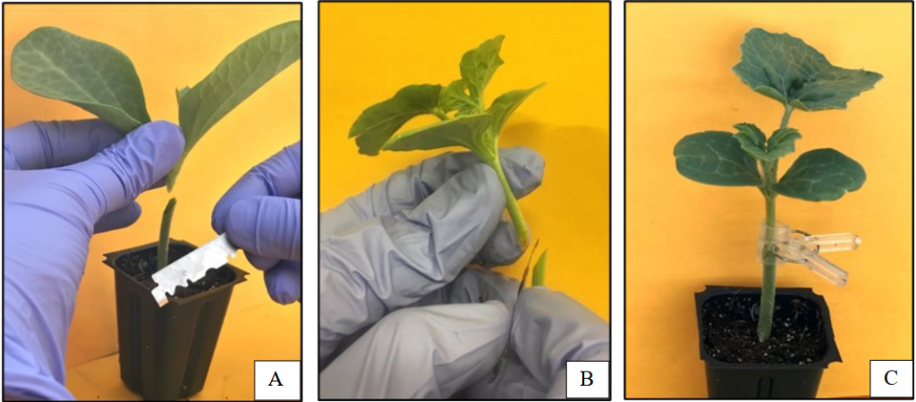 left, plant cut in half for the rootstock. middle, plant cut for the top. right, bottom rootstock and top joined together with a clear plastic clip.
