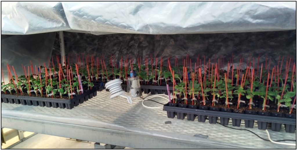 grafted plants sit in black plastic trays in a healing chamber covered with fabric
