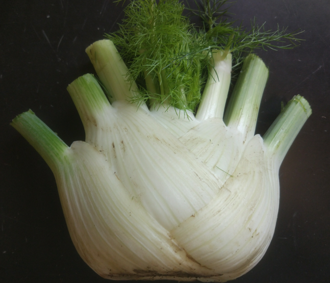 Large fennel bulb.