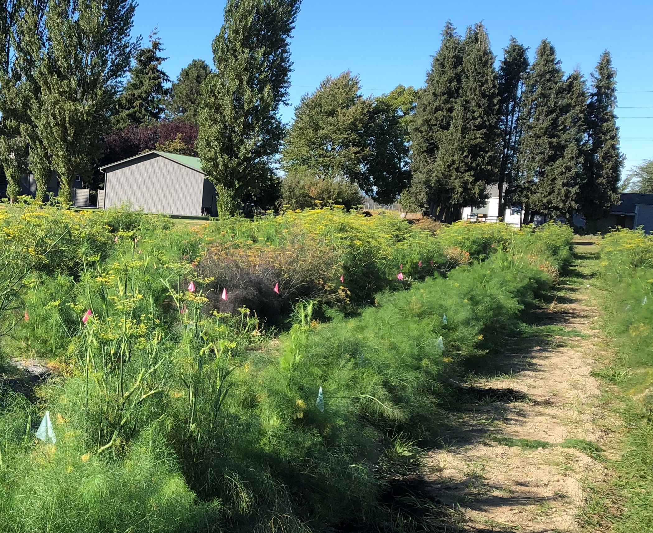 Bulb fennel field in Mount Vernon, WA