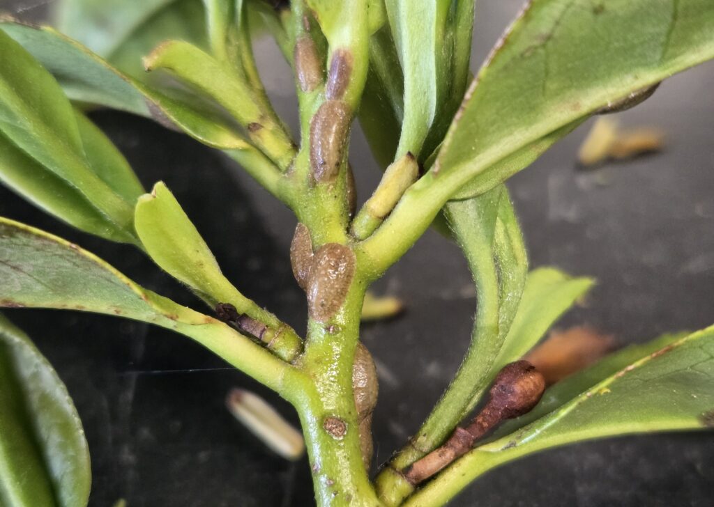 several gray brown scale insects on green new growth of a tea plant