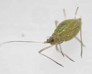 close up of a green aphid