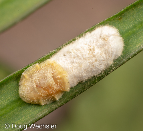 cottony camellia scale on a leaf