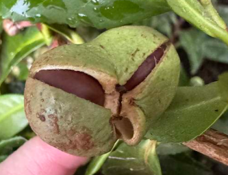 two green pods that are cracked showing brown seed pods underneath the green layer 