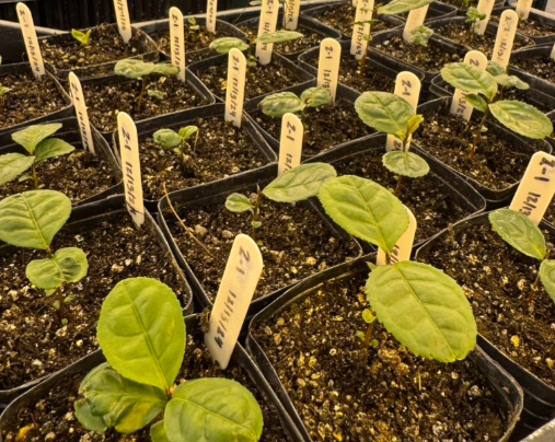 several pots filled with potting mix with a single tea plant in each. the plants have sprouted and have at least two round green leaves.