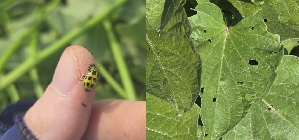 left a yellow and black spotted beetle sitting on a finger, right sweetpotato leaves with holes in them