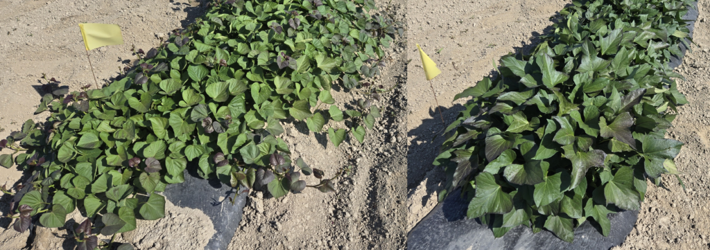 two rows of sweetpotato plants with spreading or erect vines