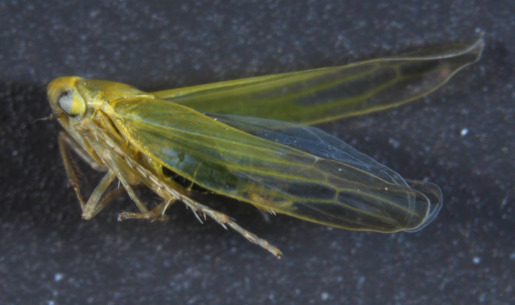 a yellow-green insect with long wings and legs