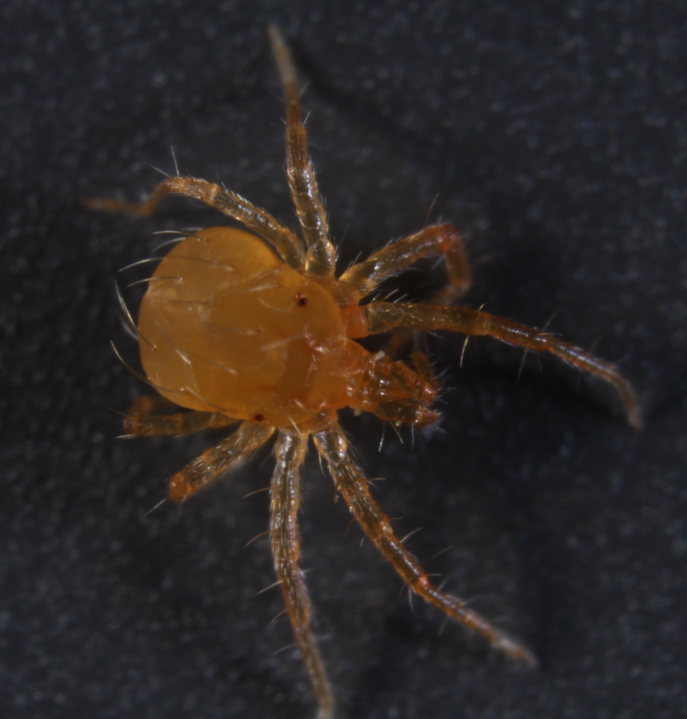 a very small orange insect with 8 legs and thin hairs covering its body