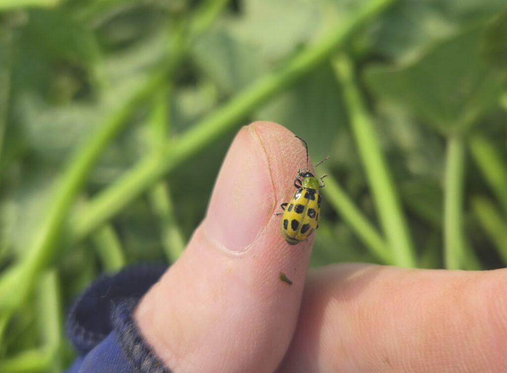 a yellow and black spotted beetle on a persons thumb, sweetpotato vines in the background