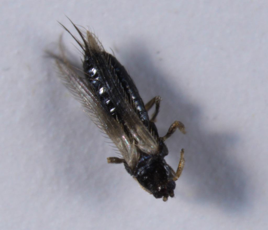 a dark brown or black insect with thin long wings