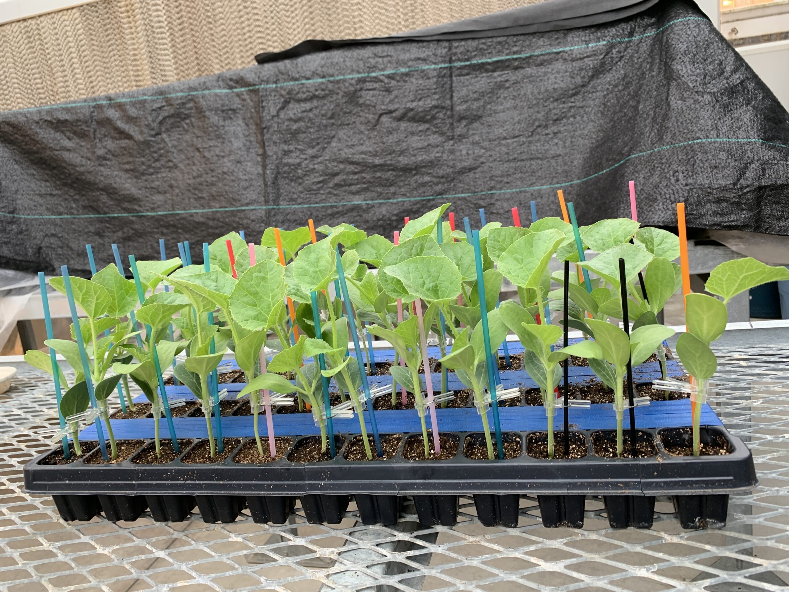 Grafted cantaloupe plants