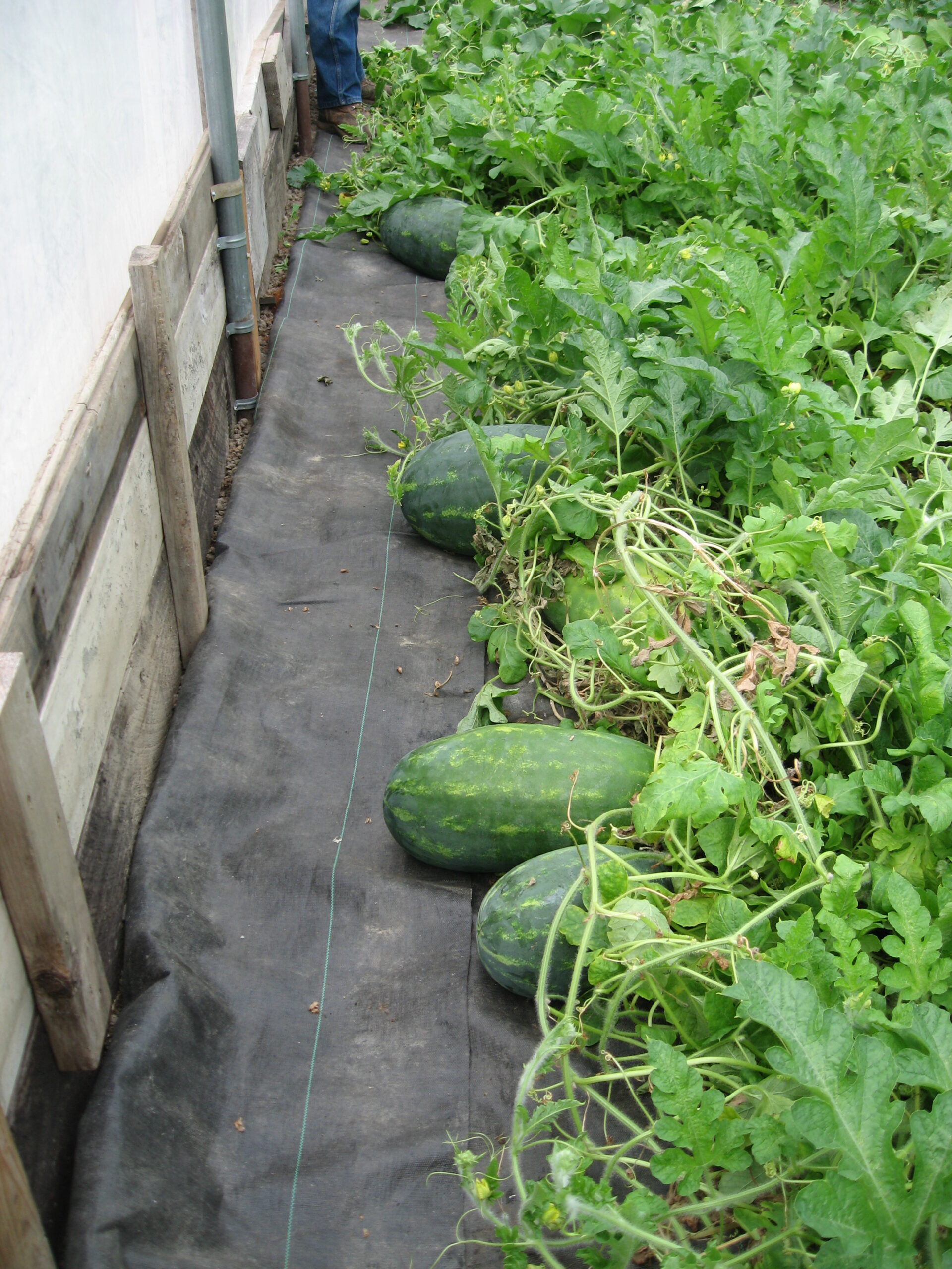 watermelon on farm