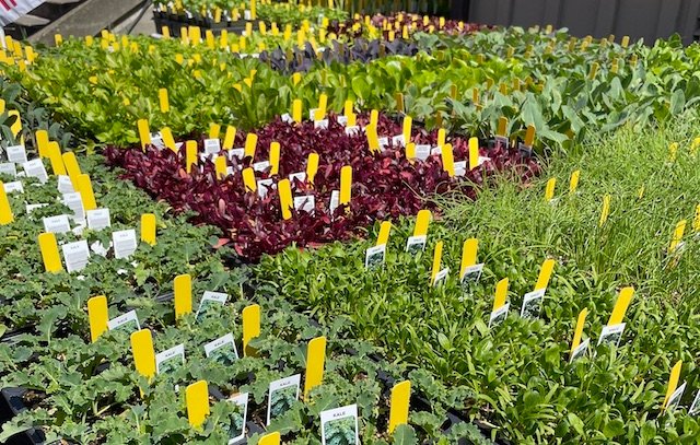 Wood chips in the demo garden