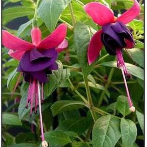 fuschia flowers