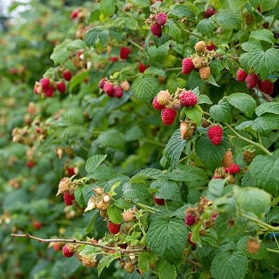 Raspberries