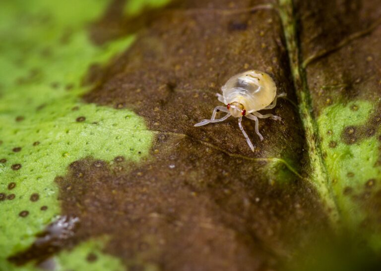 butterfly on a flower.