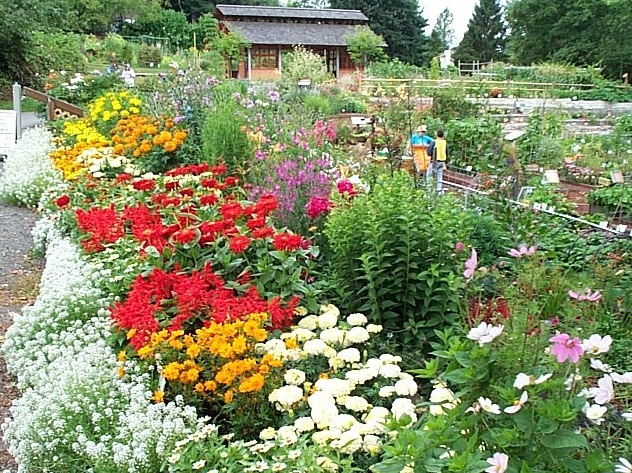 colorful, annual flowers in border at Bellevue Demonstration Gardens