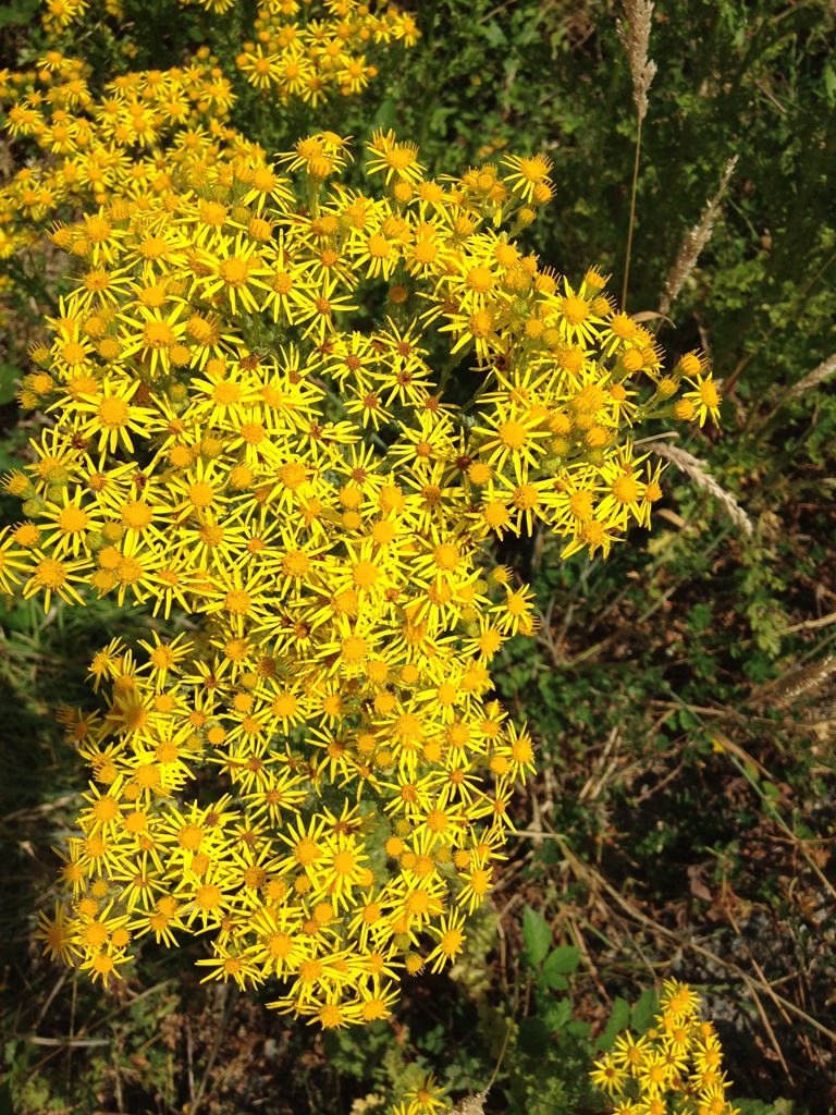 Tansy Ragwort flowers