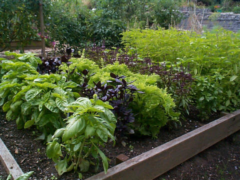 Basil and other herbs at Bellevue Demonstration Garden