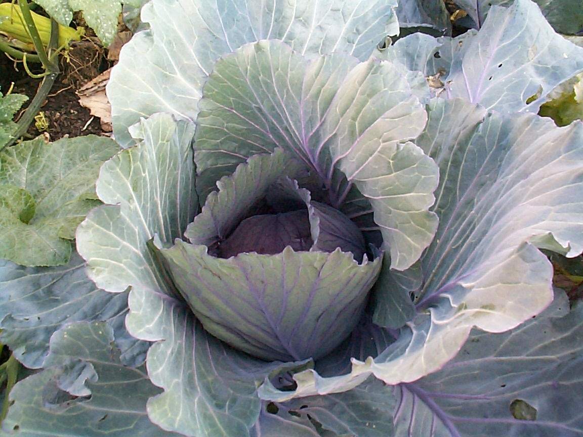 Cabbage at Cesar Chavez Demonstration Garden