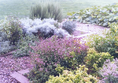 garden beds at Neely Soames Homestead Demonstration Garden
