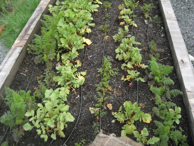Raised bed with vegetables including carrots, lettuce and beets