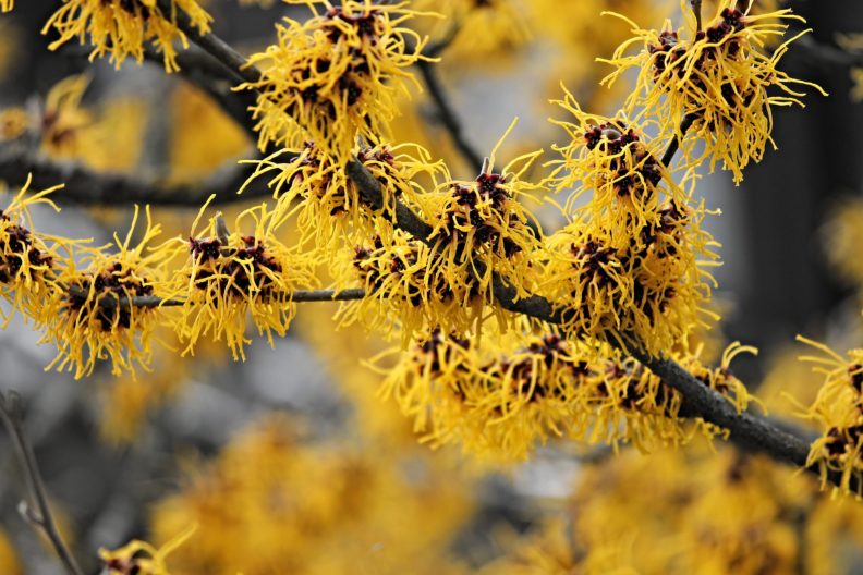 witch hazel in bloom