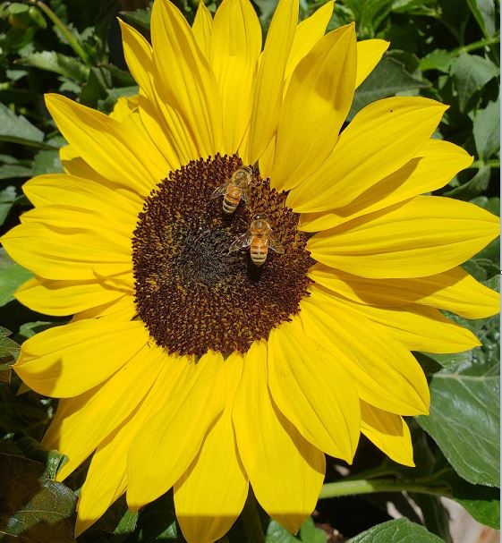 sunflower with bees