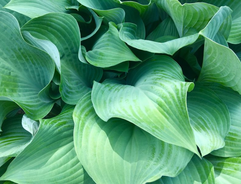 Hosta