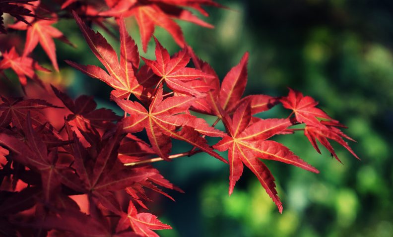 red maple leaves