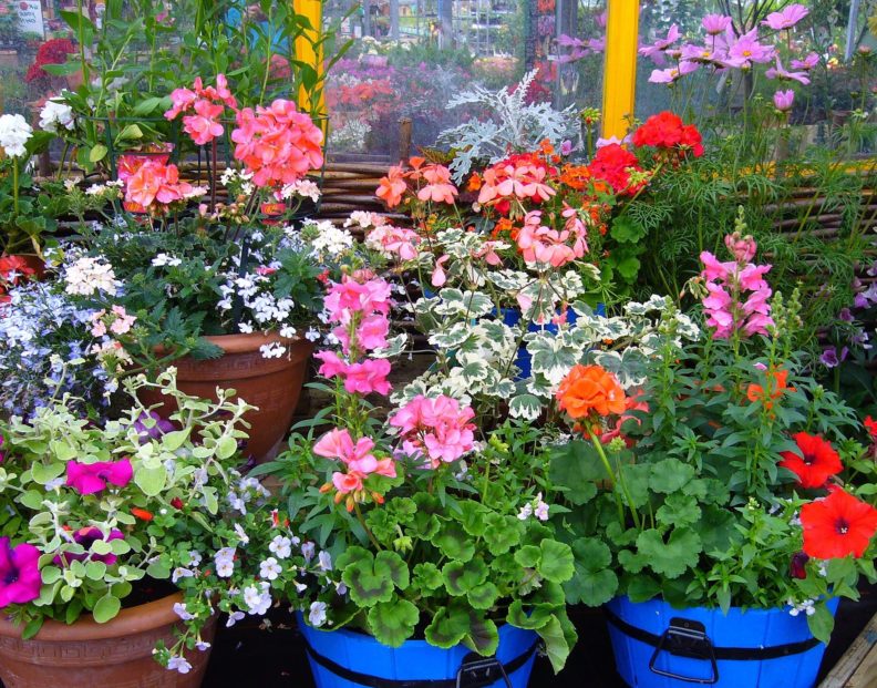 potted plants including geraniums, snap dragons and lobelia