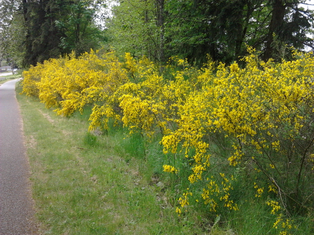 Scotch broom on side of road