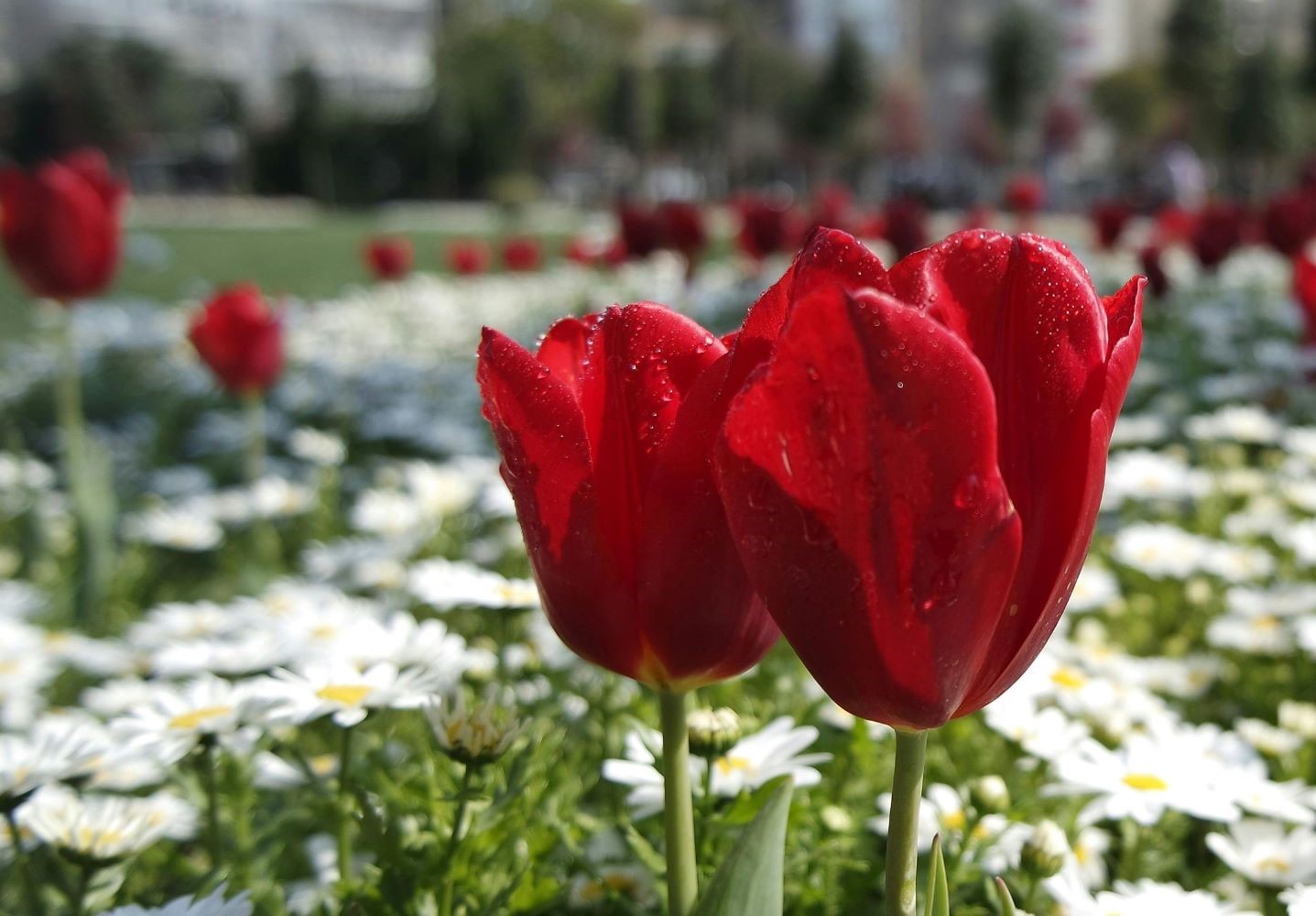 Two red tulips with shasta daisies in the background