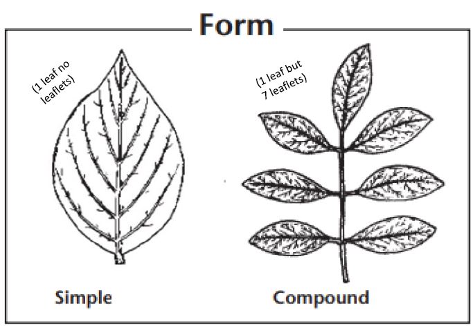 simple and compound leaves diagram