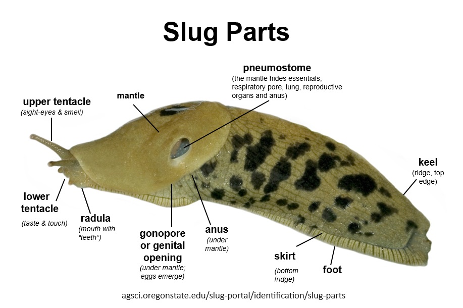 slug parts identified on slug