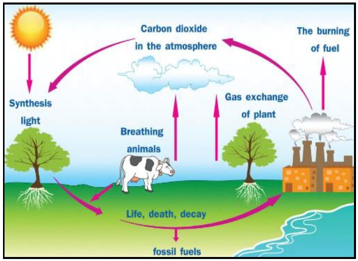 diagram of carbon dioxide production and use in the environment
