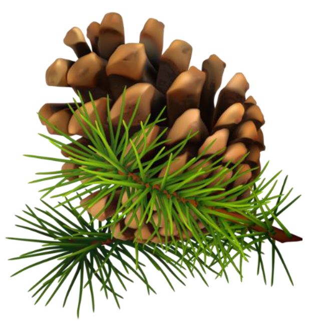 pine cone
