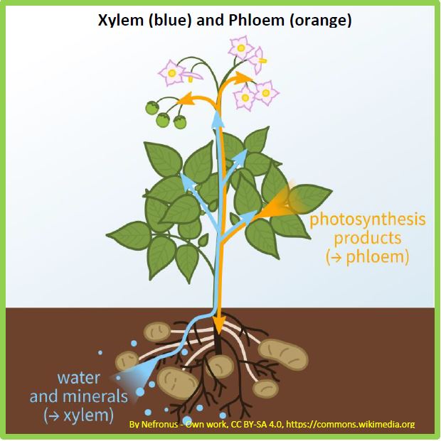 diagram of plant photosynthesis