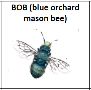 BOB, a blue orchard mason bee