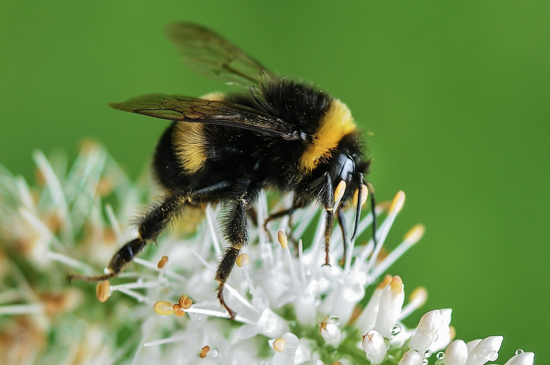 Bumble bee on flower