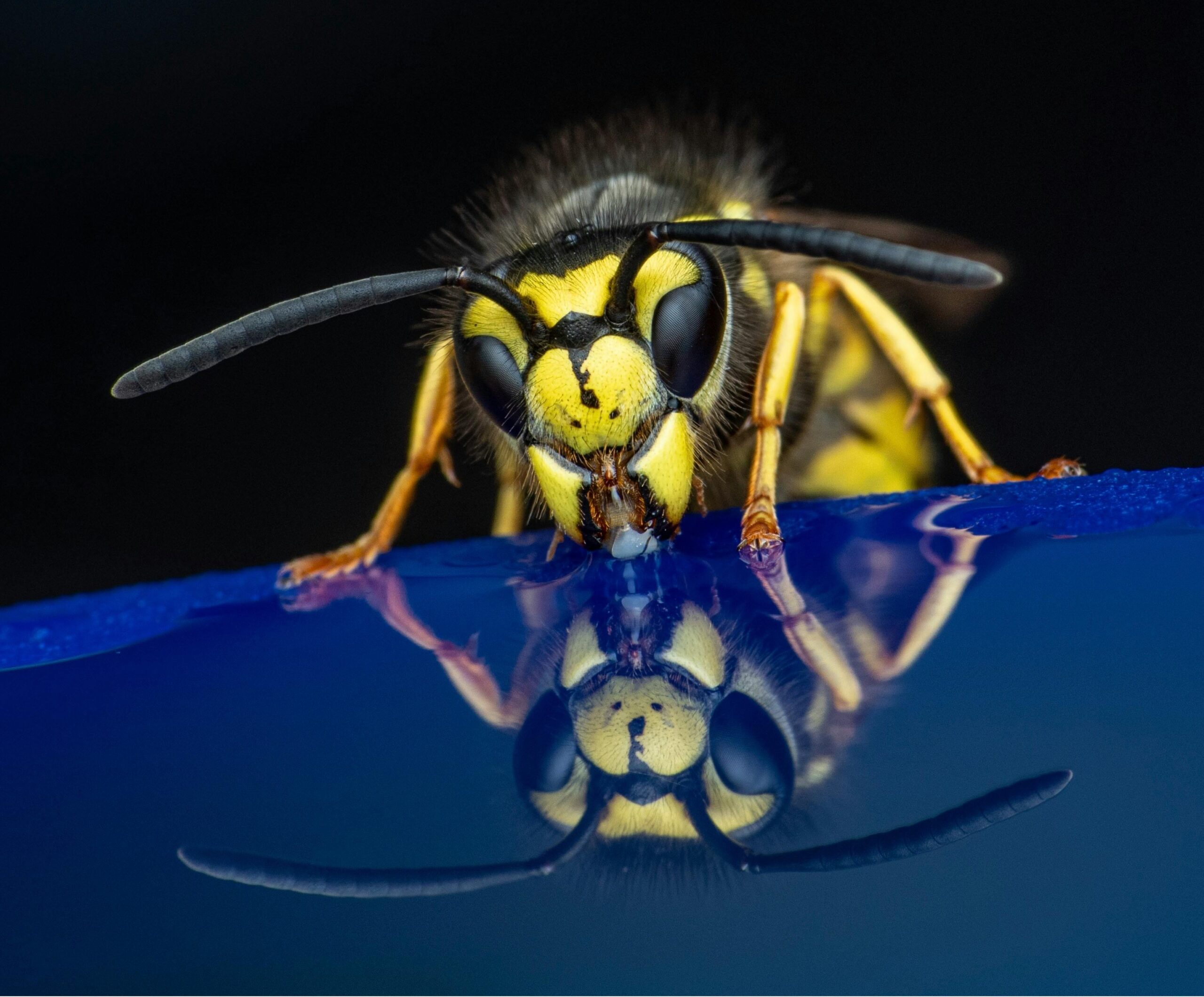 hornet on reflective surface