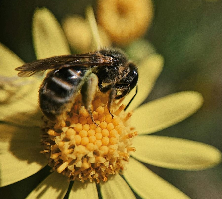 hornet on yellow flower