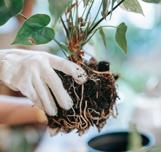 hands holding root ball of plant