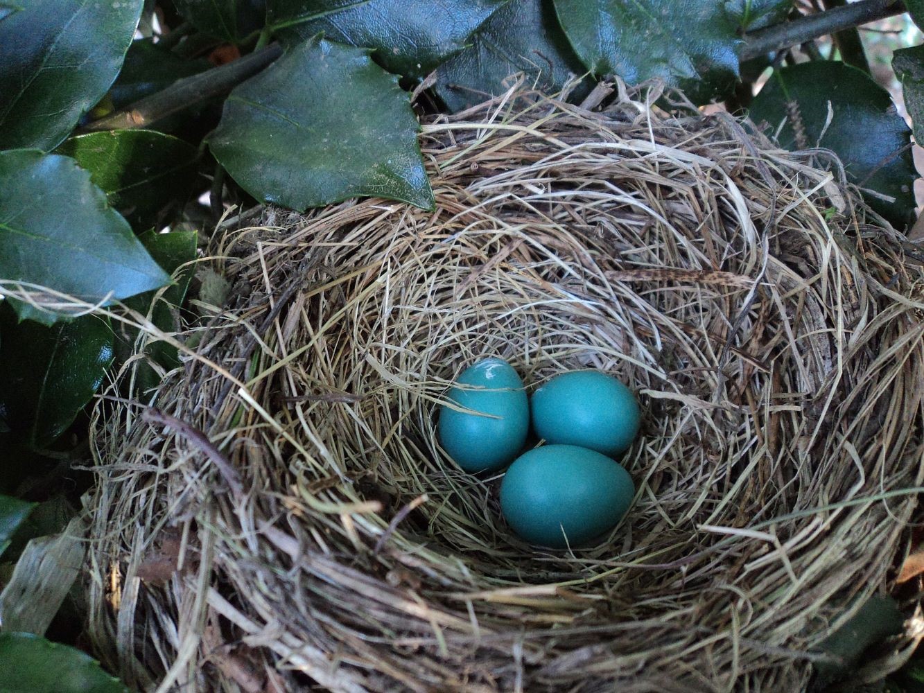 bird eggs in nest