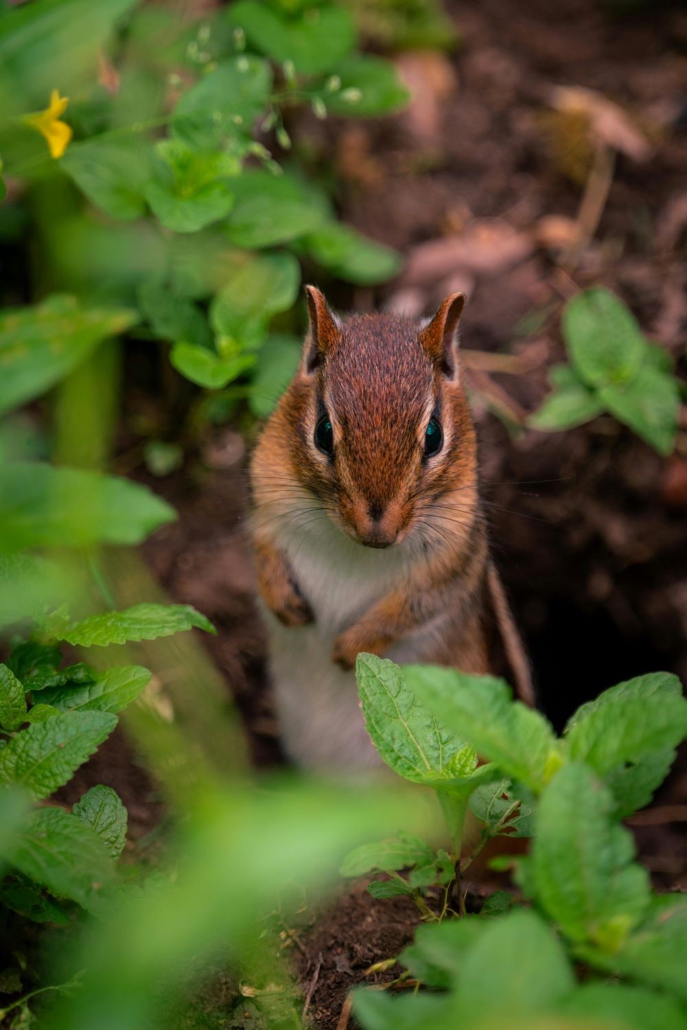 chipmunk hiding in foliage