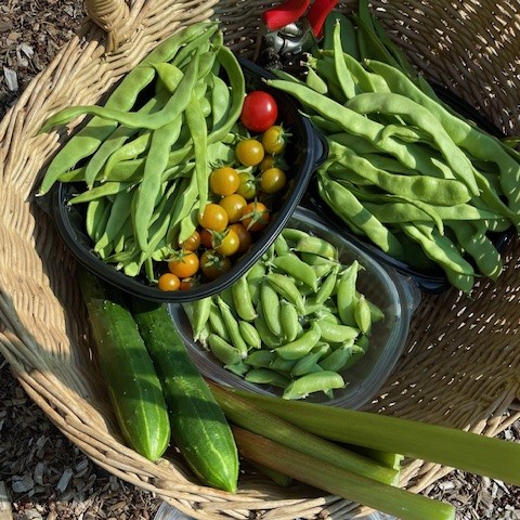 basket with harvest of beans, peas, tomatoes and cucumbers